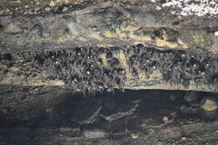 Streptoprocne semicollaris