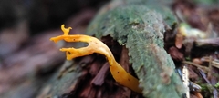 Calocera