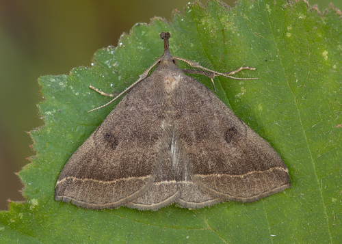 Plumed Fan-foot