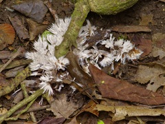 Thelephora penicillata