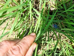 Polyclaeis equestris