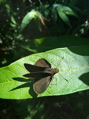 Miltomiges cinnamomea