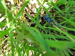 Polyclaeis equestris