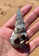Pyrazus ebeninus