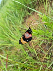 Acraea anemosa