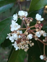Nectandra oppositifolia