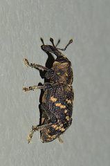 Hylobius abietis