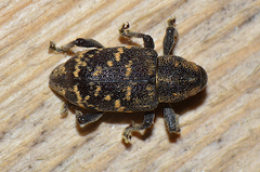 Hylobius abietis