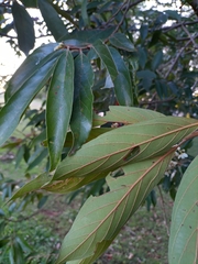 Nectandra oppositifolia