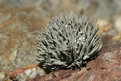 Roccella phycopsis
