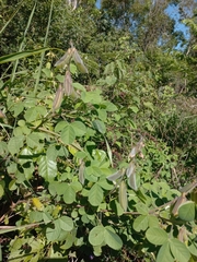 Crotalaria incana