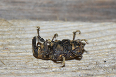 Hylobius abietis