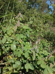 Crotalaria incana