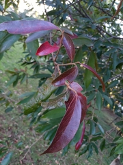 Nectandra oppositifolia