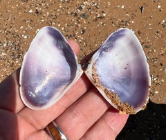 Latona deltoides