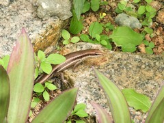 Trachylepis sechellensis