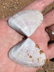 Latona deltoides