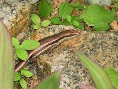 Trachylepis sechellensis