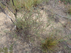 Hermannia stipulacea