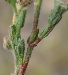 Hermannia stipulacea