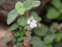 Clinopodium atlanticum