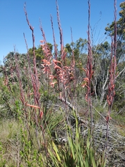 Watsonia fourcadei