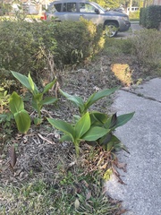 Canna indica