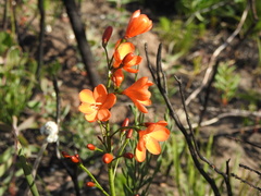 Pillansia templemannii