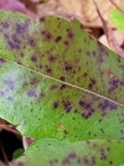 Diplocarpon