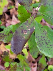 Diplocarpon
