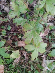 Geranium sylvaticum