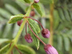 Tetratheca pilosa