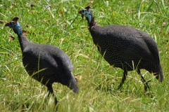 Numida meleagris coronatus