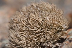 Roccella tinctoria