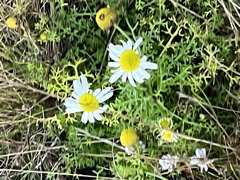 Tripleurospermum maritimum