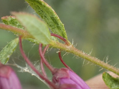 Tetratheca pilosa