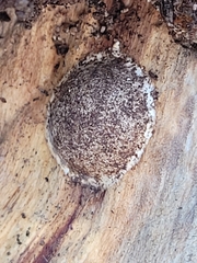 Reticularia