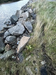 Tripleurospermum maritimum