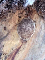 Reticularia