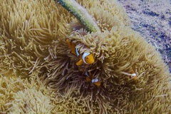 Amphiprion percula