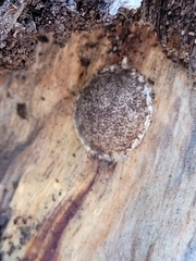 Reticularia