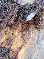 Reticularia