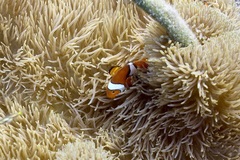 Amphiprion percula