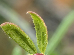 Tetratheca pilosa