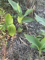 Canna indica