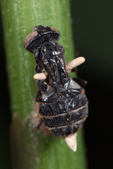 Ophiocordyceps dipterigena