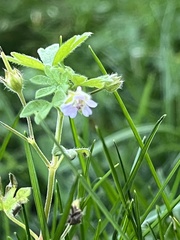 Geranium pusillum