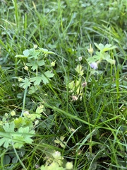 Geranium pusillum