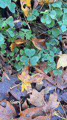 Oxalis
