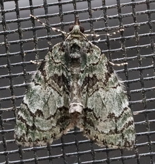 Hydriomena transfigurata